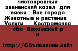 чистокровный зааненский козел  для вязки - Все города Животные и растения » Услуги   . Костромская обл.,Вохомский р-н